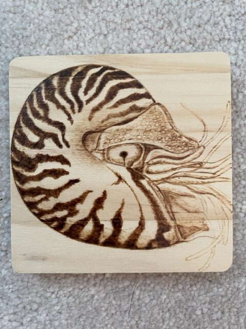 Chambered Nautilus_wood coaster 4 x 4